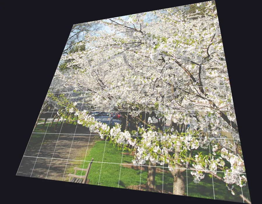 Perspective Warp, applied to “Cherry flowers in the park (Unsplash)”