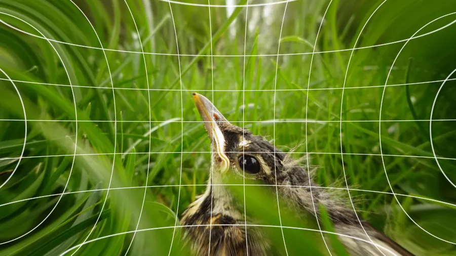 Pincushion Distortion, applied to “Hidden Baby Bird (Unsplash)”