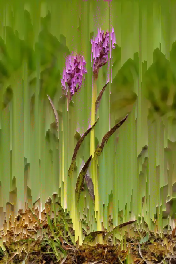 Pixel Sorting, applied to “Täpiline sõrmkäpp (Dactylorhiza incarnata cruenta) - Niitvälja soo”