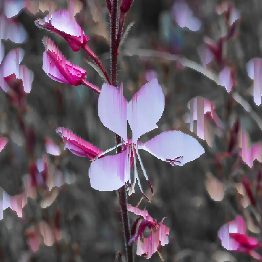 Pixel Sorting, applied to “Gaura lindheimeri, prachtkaars. (actm) 01”