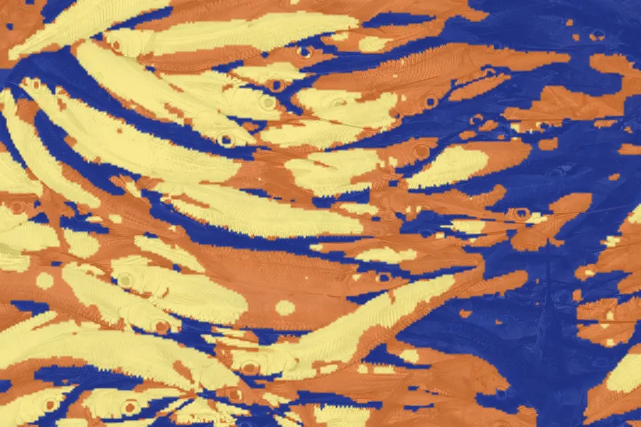 Random Walker Segmentation, applied to “Flying fishes on the ground (Unsplash)”