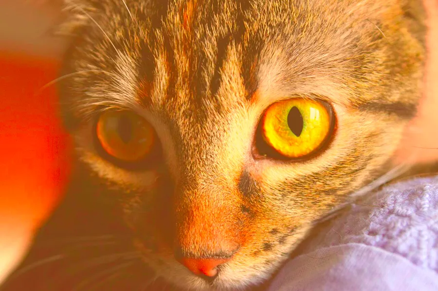 Reinhard Color Transfer, applied to “Cat eyes up close (Unsplash)”