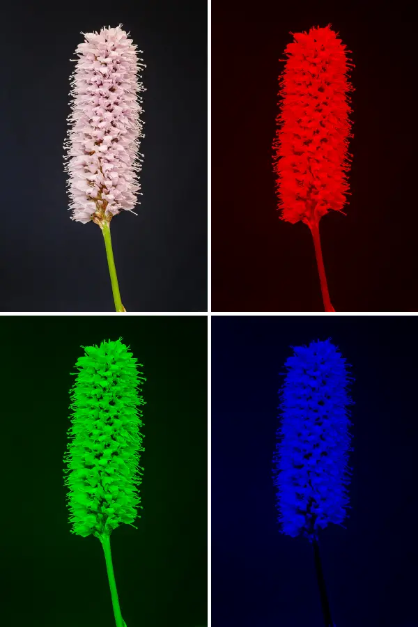 RGB Channel Isolation, applied to “Bloemen van adderwortel (Persicaria bistorta, synoniem, Polygonum bistorta) 06-0”