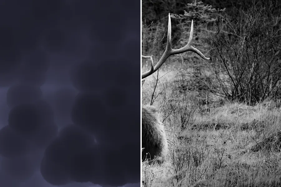 Rolling-Ball Background, applied to “Resting deer (Unsplash)”