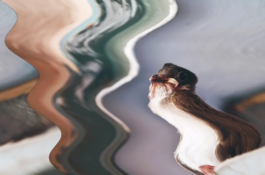 Rolling Shutter Wobble, applied to “Close-up of a fledgling (Unsplash)”