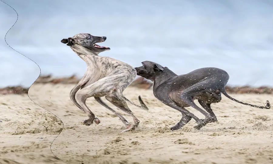 Rolling Shutter Wobble, applied to “Two dogs playing on the beach (Unsplash)”