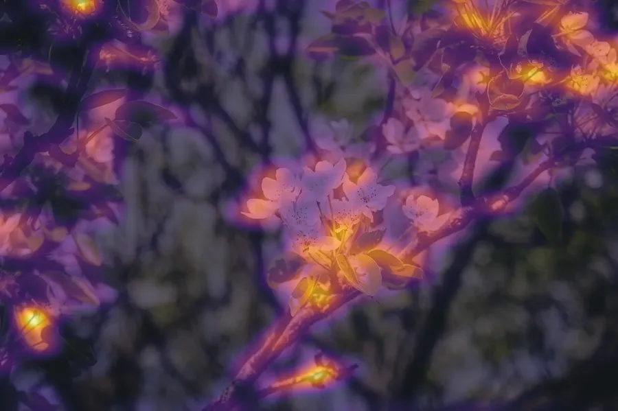 Saliency Map, applied to “White Flowers (Unsplash)”