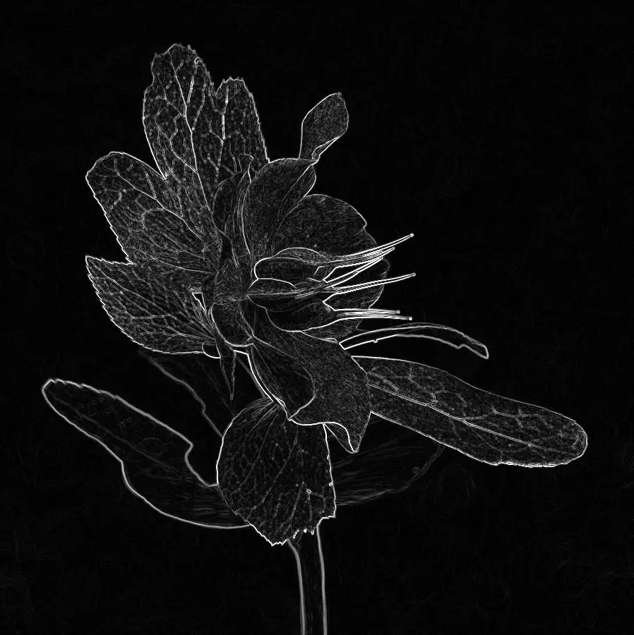 Scharr Filter, applied to “Helleborus orientalis, Zaaddozen zwellen, Locatie, Tuinreservaat Jonkervallei 01”