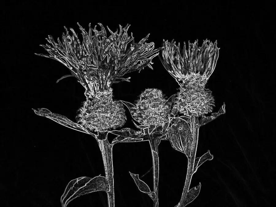 Scharr Filter, applied to “Centaurea phrygia - Keila”