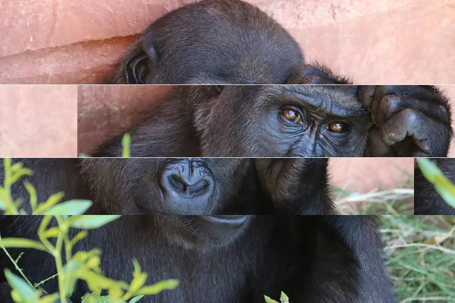 Screen Tearing, applied to “Portrait of an Ape (Unsplash)”