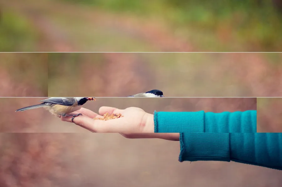 Screen Tearing, applied to “Bird in Hand (Unsplash)”