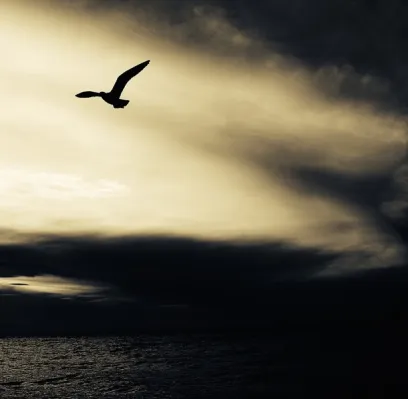 Seam Carving, applied to “Bird in flight over sea (Unsplash)”