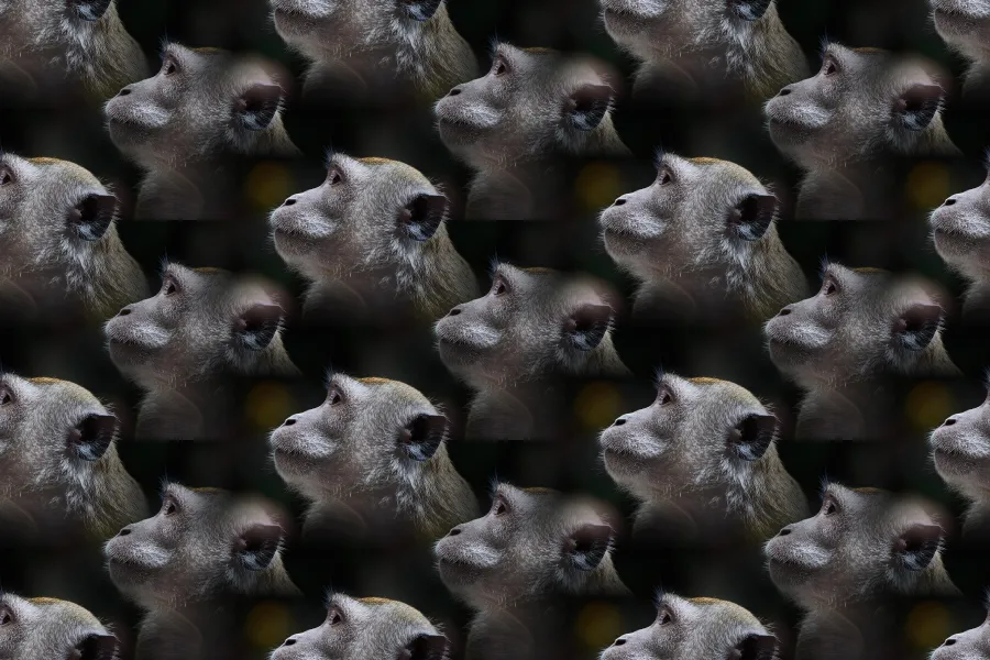Seamless Tiling, applied to “Watchful monkey (Unsplash)”