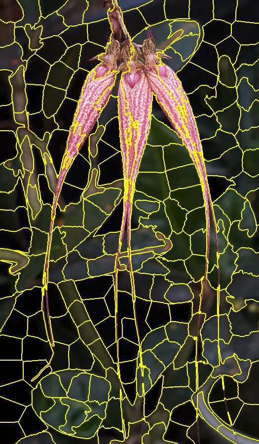 SLIC Superpixels, applied to “Cirrhopetalum Elizabeth Ann ‘Buckleberry’ 08Nov29a”