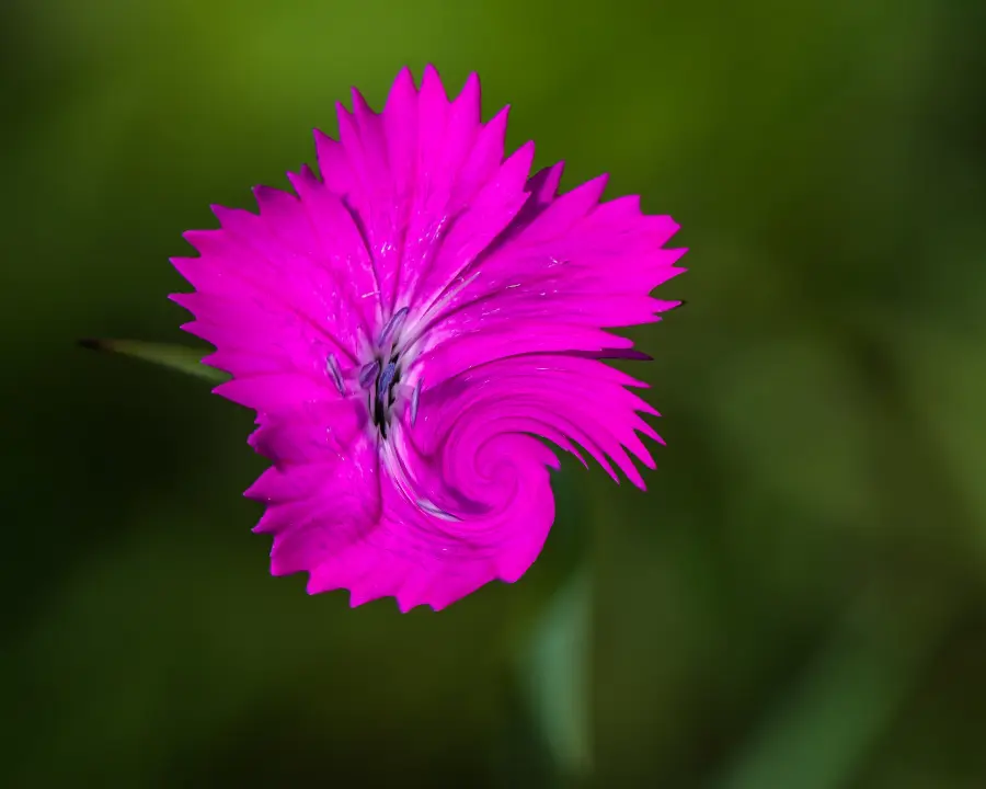 Swirl, applied to “Dianthus carthusianorum Neulengbach 20160611 01”
