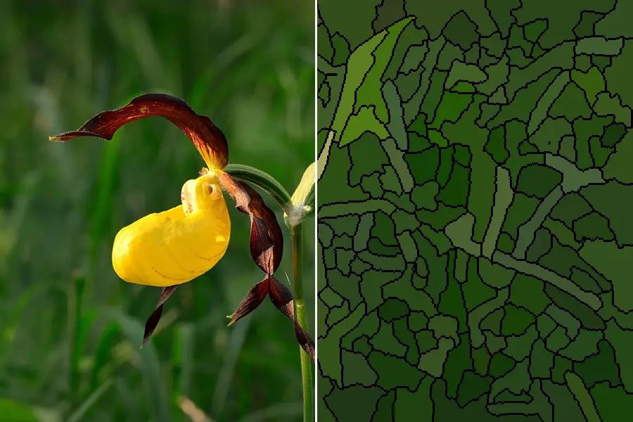 Watershed Regions, applied to “Cypripedium calceolus - Kaunis kuldking Keila”