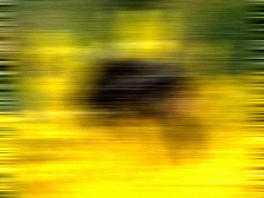 Whip Pan, applied to “Bombus lapidarius - Sonchus asper - Keila”