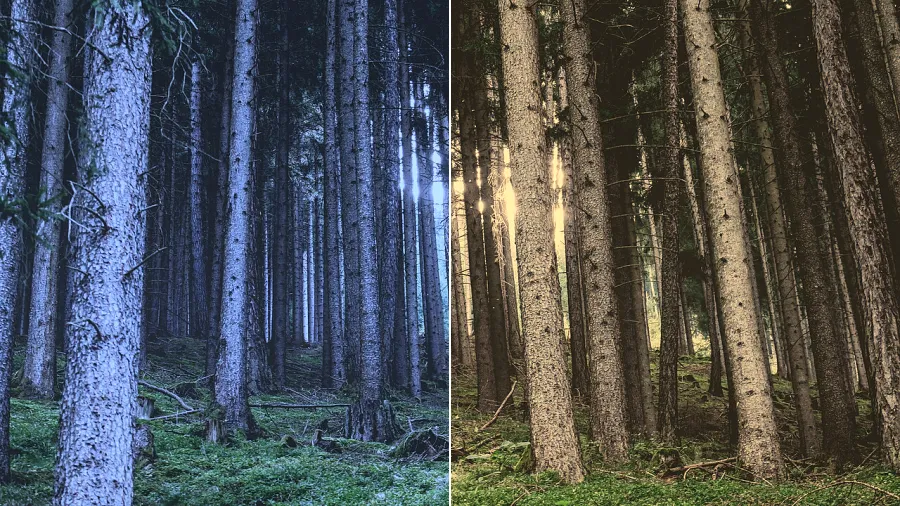 White Balance Shift, applied to “Gray forest (Unsplash)”